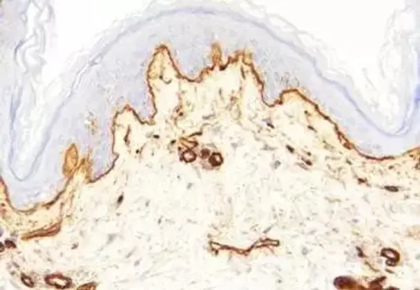 Apoptosis Inhibitor - 10mM (in 1 mL DMSO)