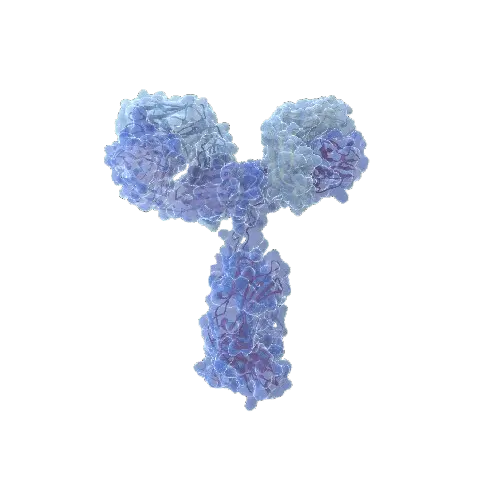 Human Bone Sialoprotein Antibody Pair - BSA and Azide free (IBSP)